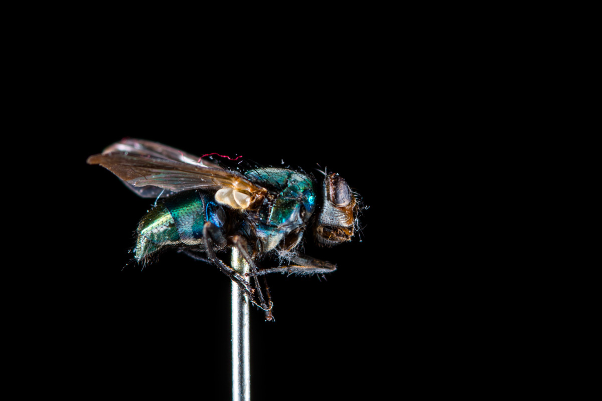 【超解像】動作◎ Ai-s Micro-Nikkor 105mm F2.8 40 超解像】動作◎ Ai-s Micro-Nikkor 105mm F2.8 40 AI Micro-Nikkor