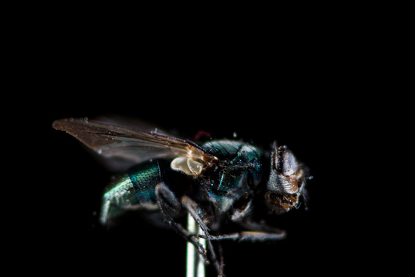 【試写】 NIKON AI-S Micro Nikkor 105mm F2.8 Repair: Micro-Nikkor 105mm f/2.8 Ai-S | Richard Haw's Classic