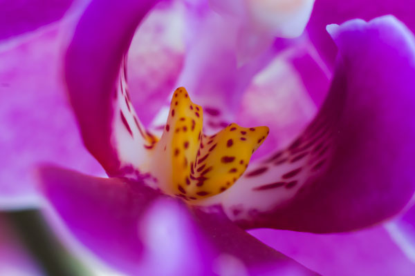 Nikon NIKKOR-H Auto 1:2 f=50mm Nippon Kogaku Non-Ai Lens (f/2