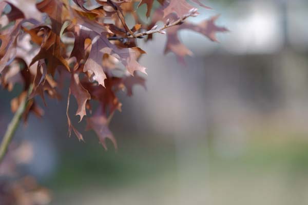 Nikon NIKKOR-S Auto 1:2 f=5cm Nippon Kogaku Non-Ai Lens (50mm f/2