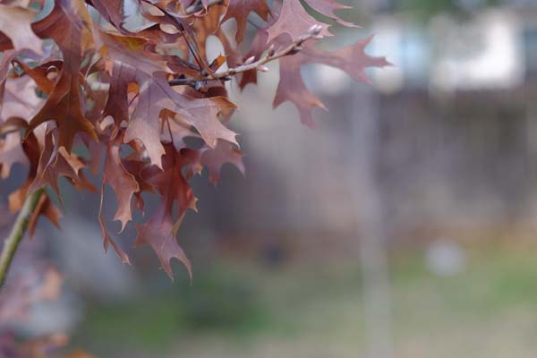 Nikon NIKKOR-S Auto 1:2 f=5cm Nippon Kogaku Non-Ai Lens (50mm f/2